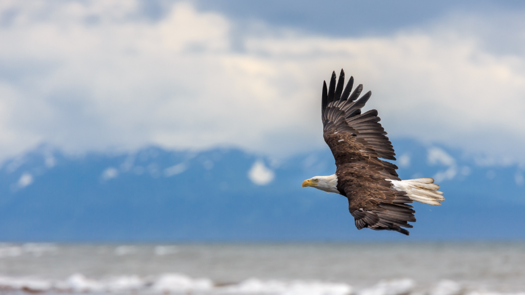 アラスカを飛ぶ鷹、翼を広げている。背景には海と、雪の積もった山々がぼやけて見える