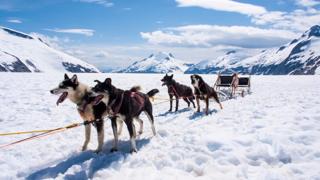 雪山で犬ぞり。犬が4匹に椅子が２つ。白い雪と雪山が背景